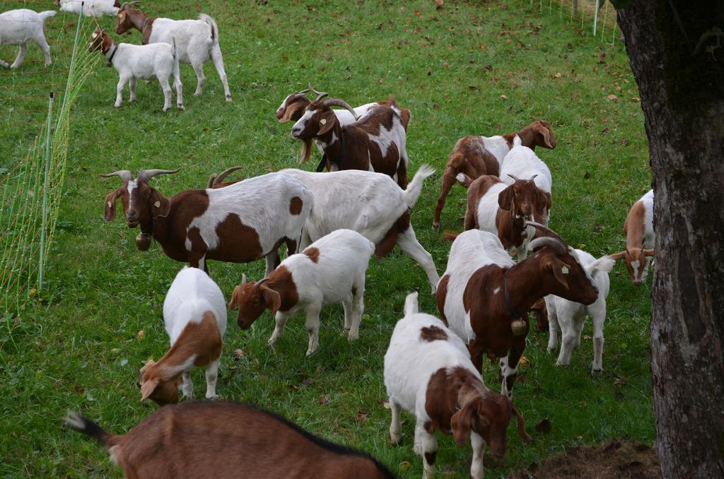 Ferienwohnungen Sternenthal Menzenschwand-Hinterdorf Kültér fotó
